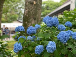 ミモ神社　紫陽花